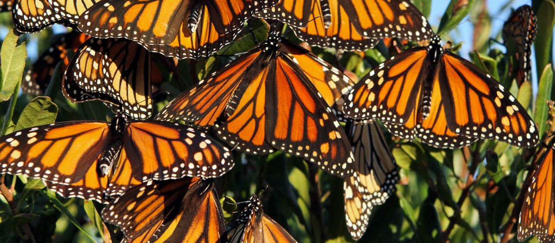 monarch.jpg