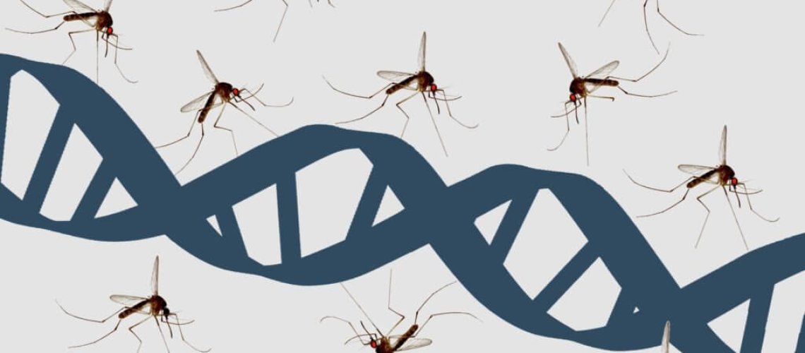 mosquitoanddna12361859548-1024x768.jpg