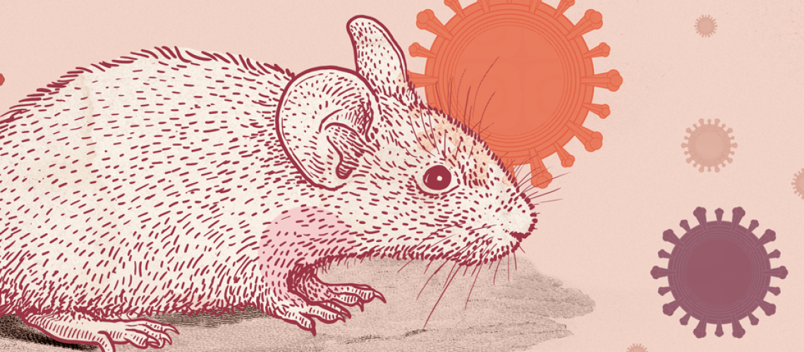 mouse-model-for-covid-x-e1613453221211.png