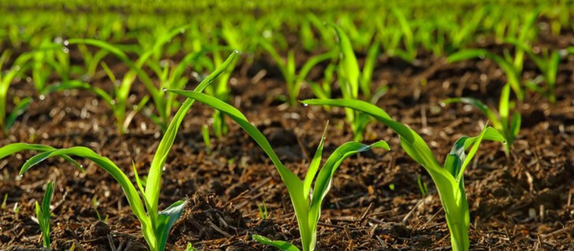 n-fix-crops.jpg