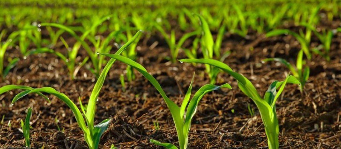 n-fix-crops.jpg