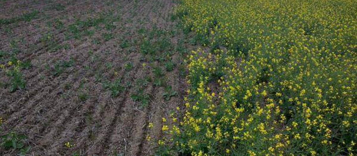 neonics_canola.jpg