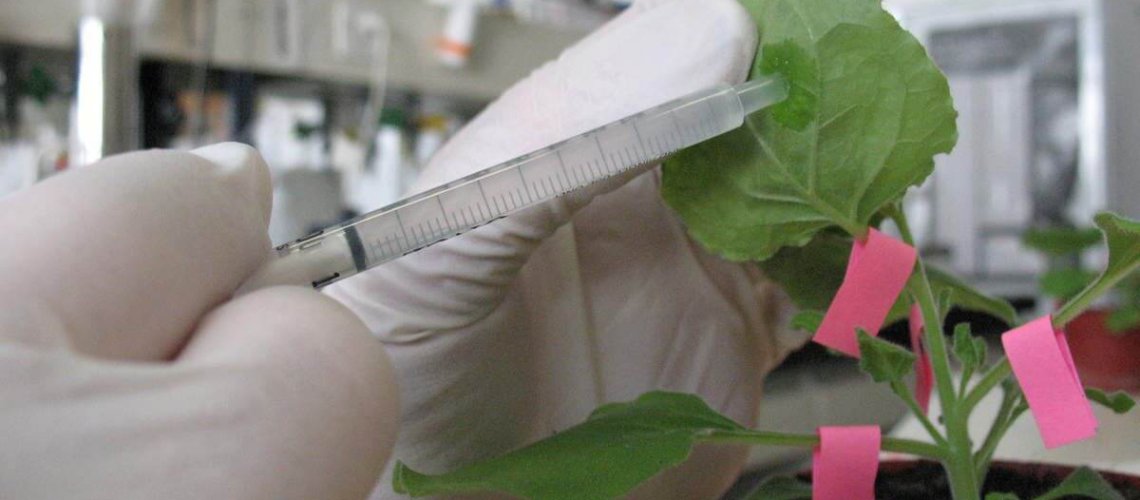 ob-bb-db-agroinfiltration-nbt.jpg