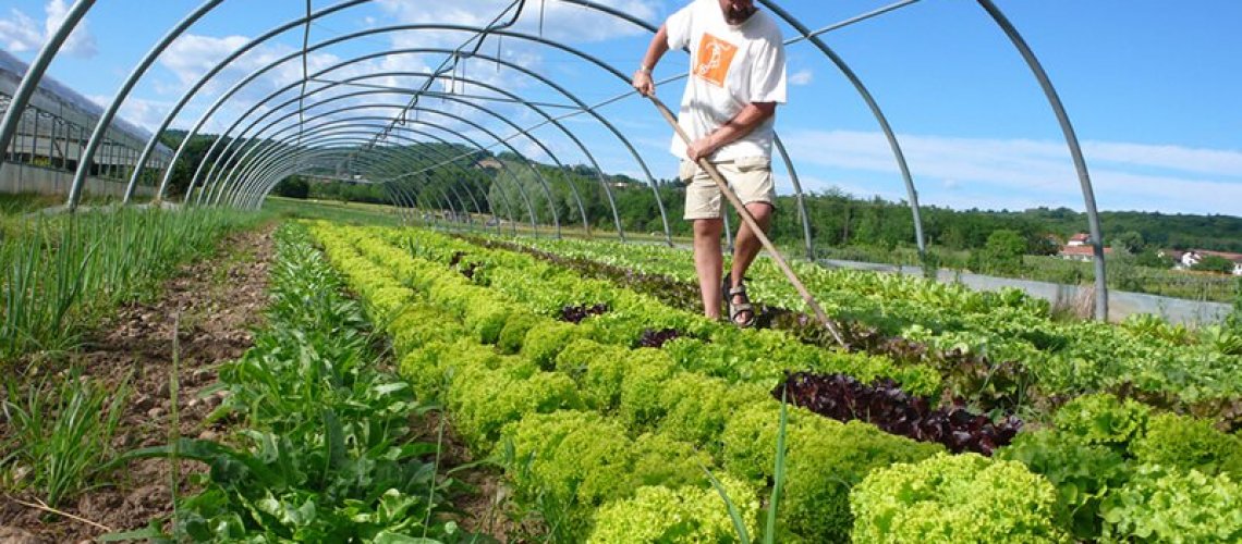 organic-.jpg