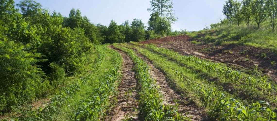 organic-hillside-sweet-corn-x-.jpg