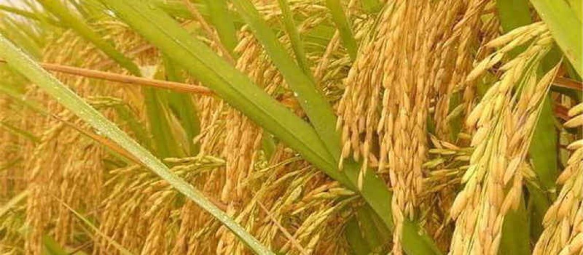 pcs-natural-golden-rice-plant-non-gmo-heirloom-high-disease-resistancehigh-yield-crop-high-quality-jpg-q-.jpg