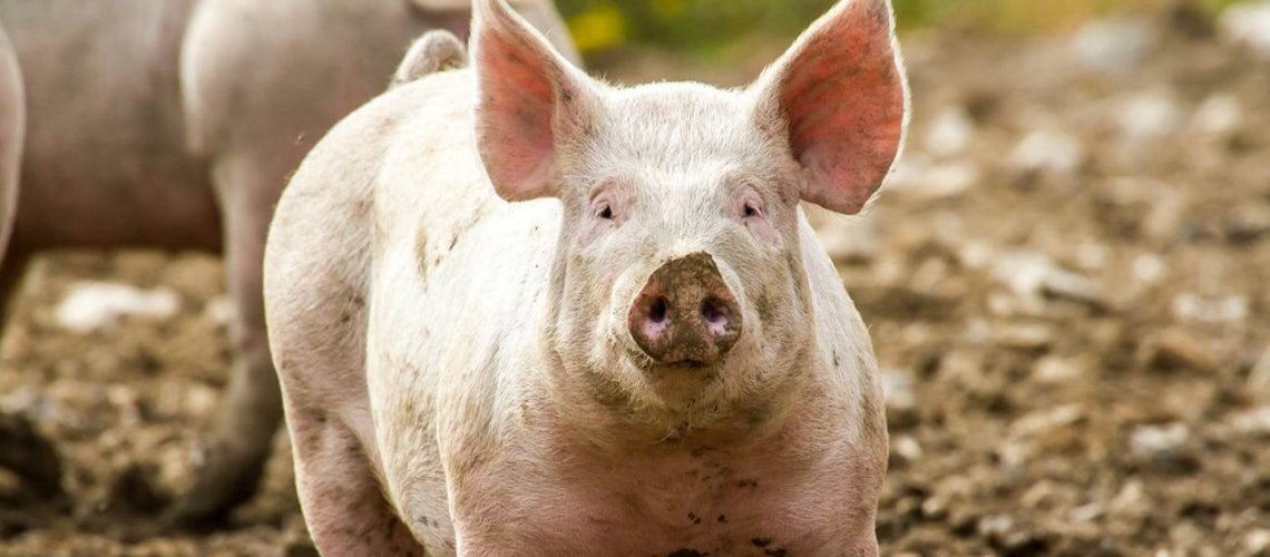 pig-.jpg