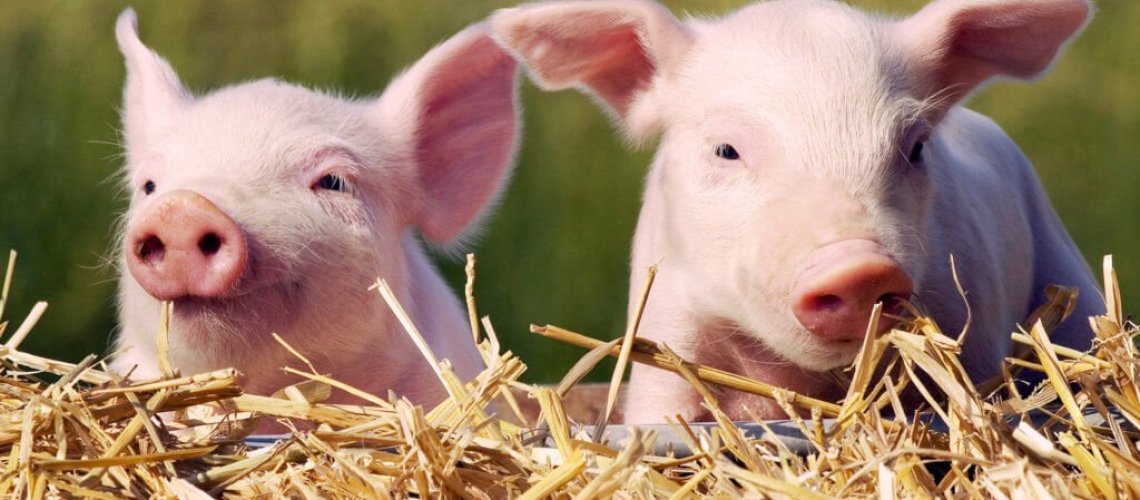 piglets-today-170823-tease-03_40a0c3865b5513ccf7c602b134920f40-1024x576.jpg