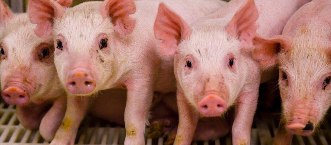 pigs.jpg