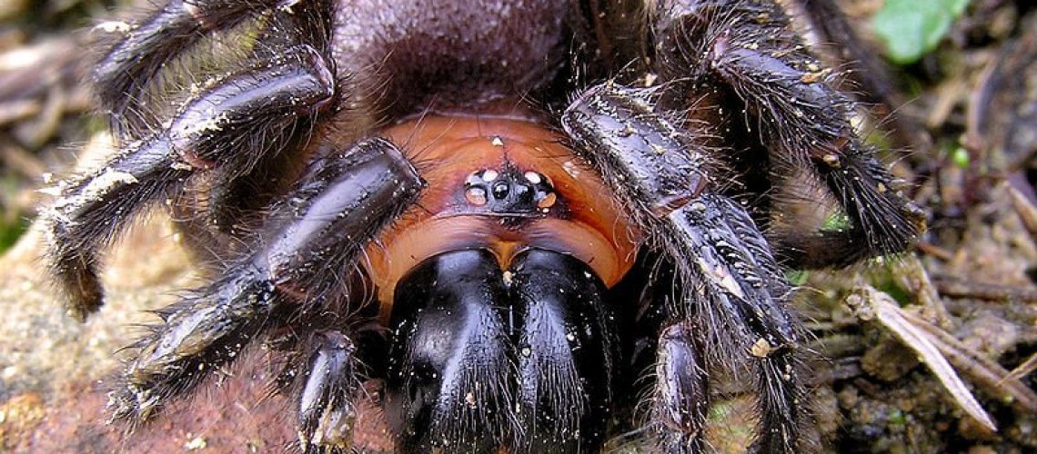 px-blacktunnelweb-head-edit-.jpg