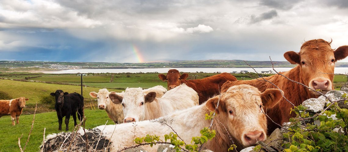 rainbowcattle.jpg
