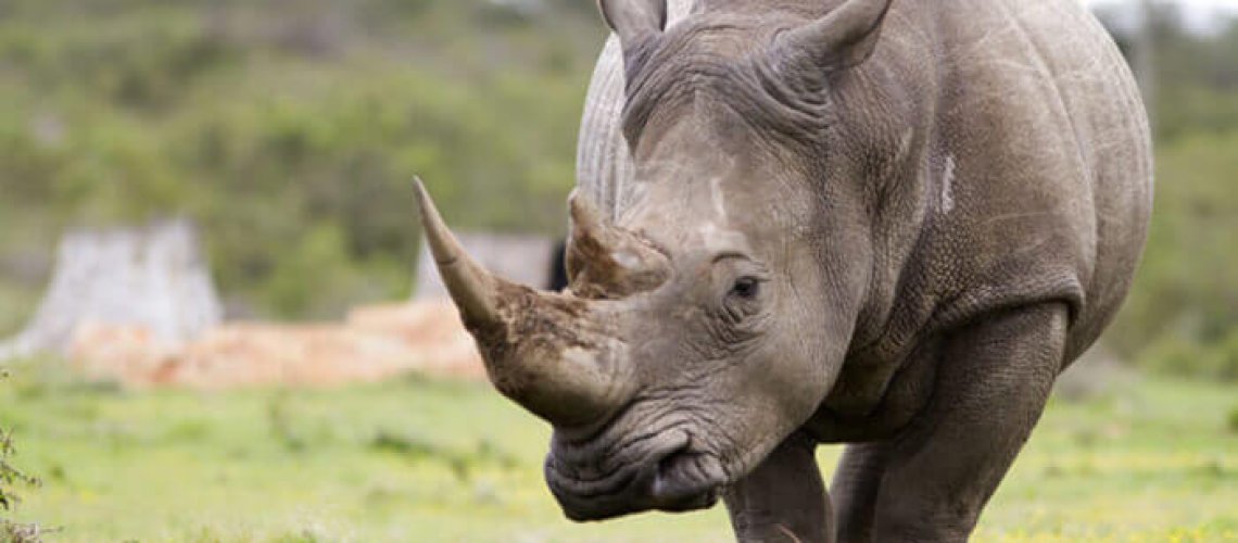 rhino-7-3-18.jpg