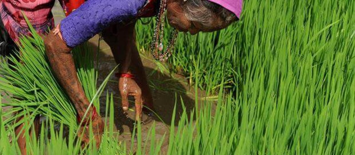 rice-2_1677507i.jpg