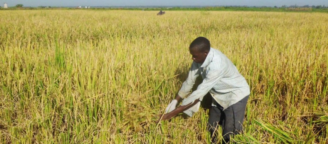 rice-harvesting-1024x616.jpg