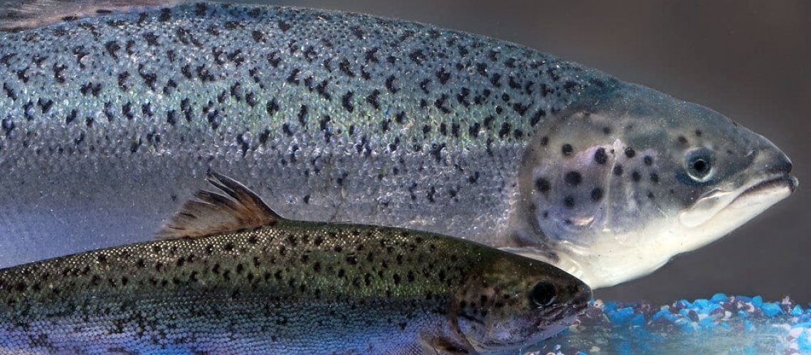 salmon-wide-b-d-bbafe-d-b-bf-e-a-.jpg