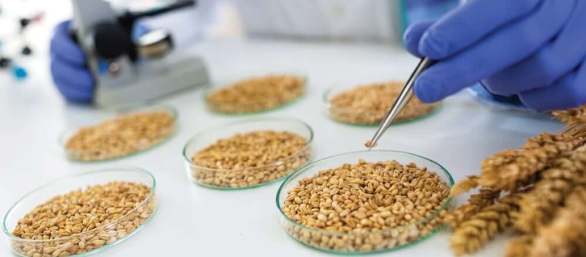 scientist-taking-wheat-with.jpg