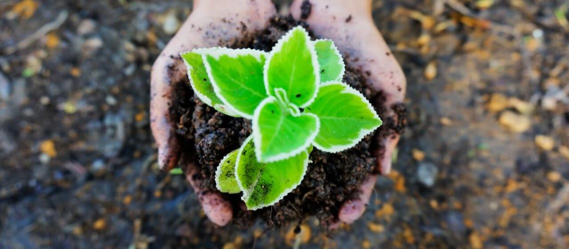 seedling-.jpg