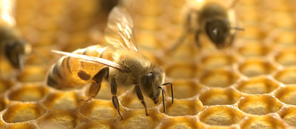 sm-bee-feat-x-.jpg
