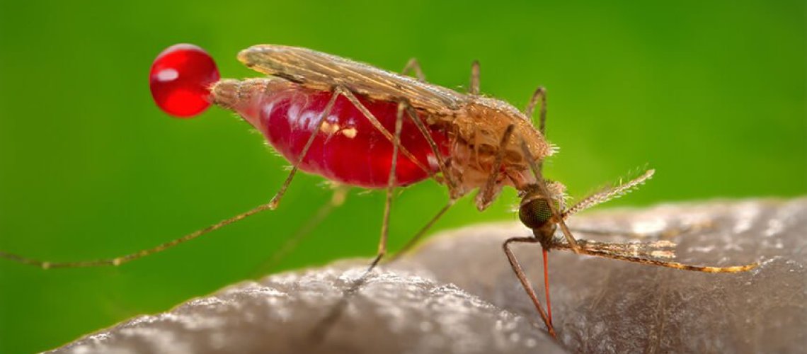 sm-mosquito-feat.jpg