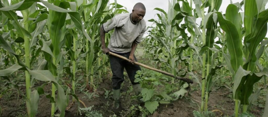 south-africa-is-maize-production-saved-x-.jpg