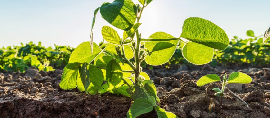 soybeans-1024x756.jpg