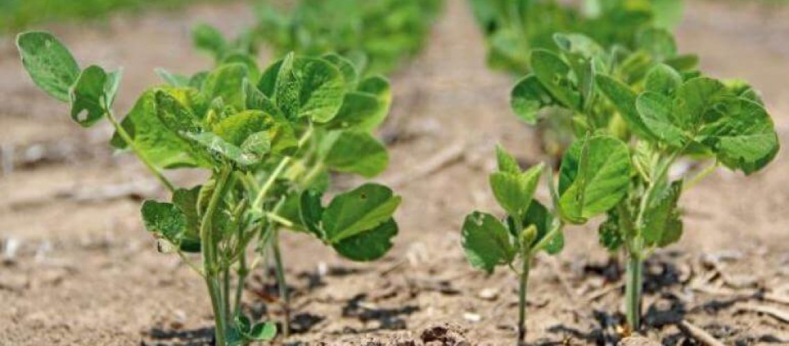 soybeanseedlingsdfp_0.jpg