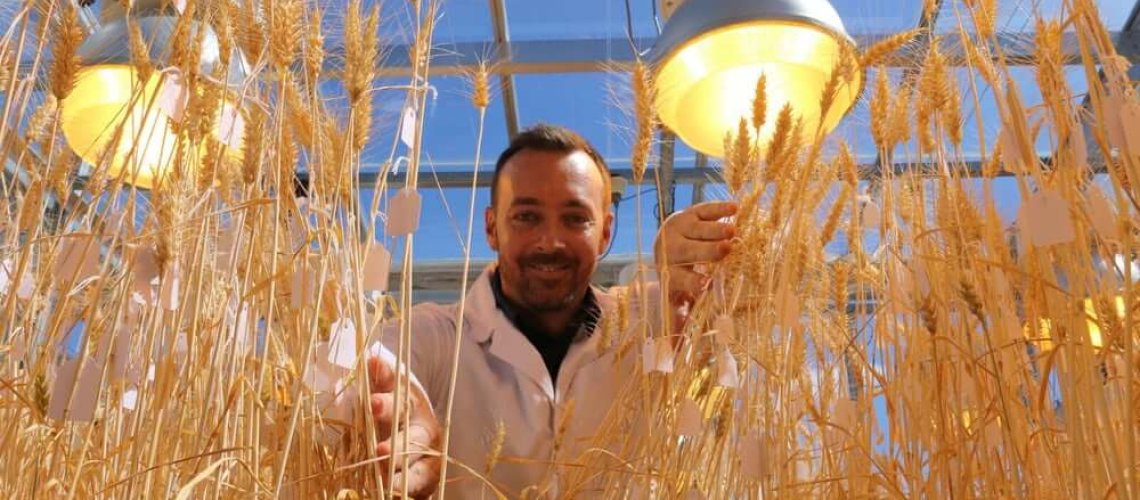 speed-breeding-wheat-3.jpg