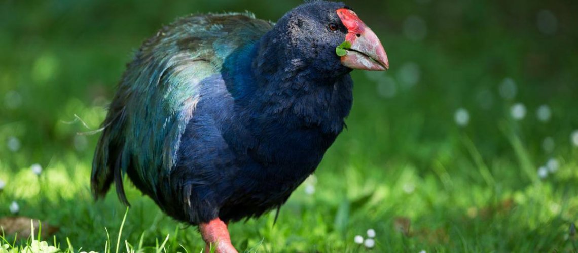 takahe-maudid-mk-sbernert.jpg