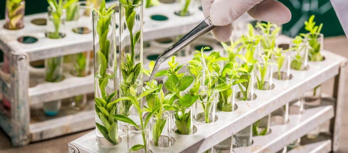 university-lab-exploring-new-methods-plant-breeding-closeup-70223305.jpg