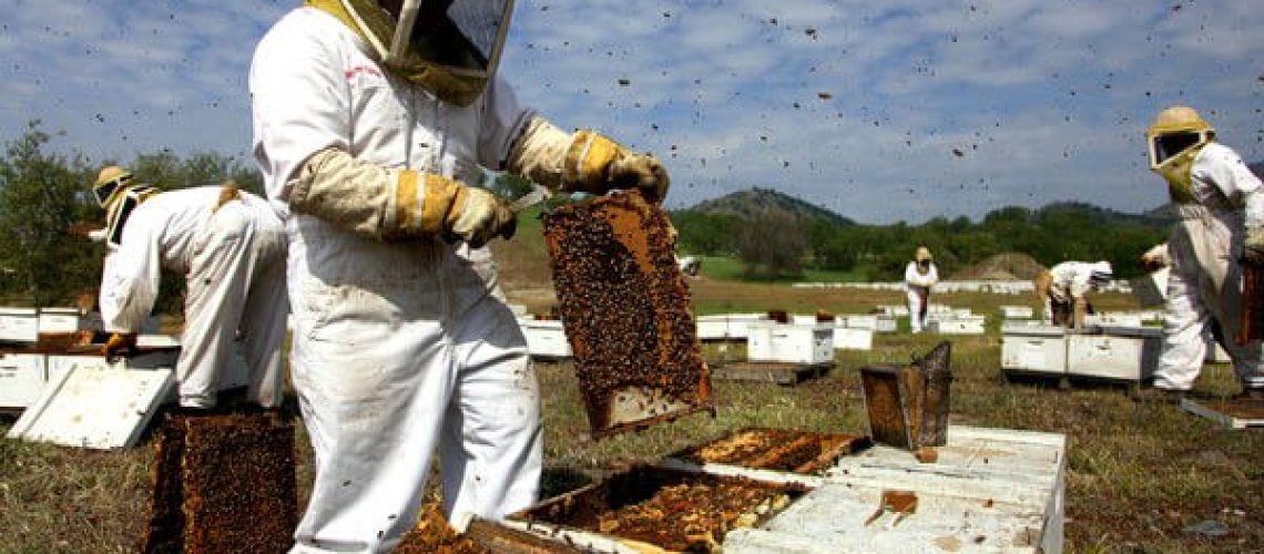 video-hive-collapse-articleLarge-v2.jpg