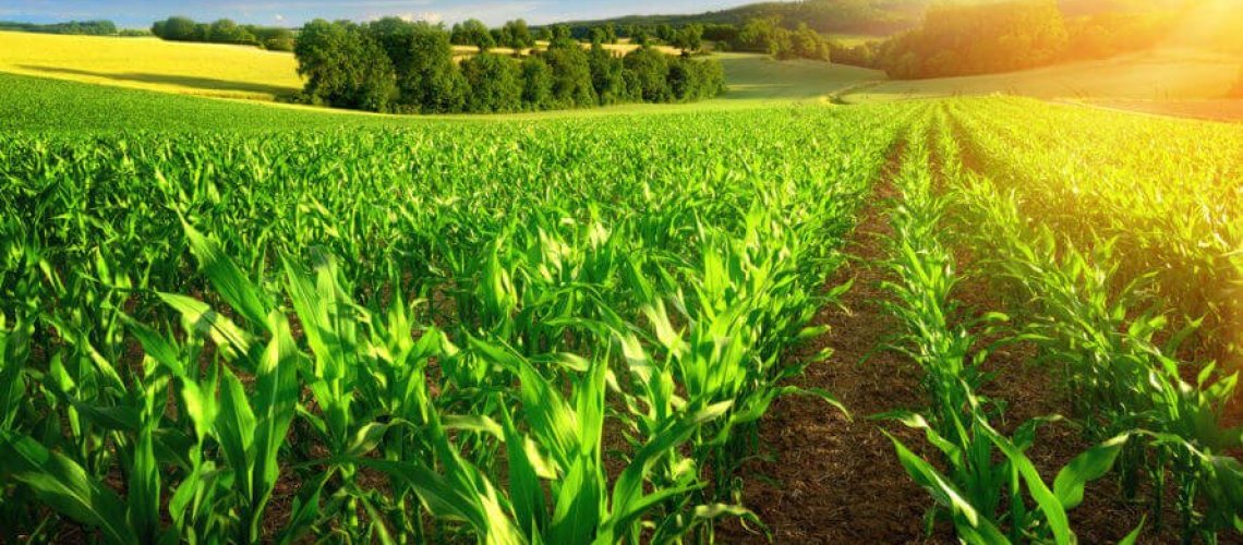 what-are-gmos-x-.jpg