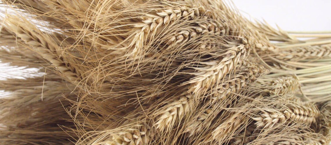 wheat.jpg