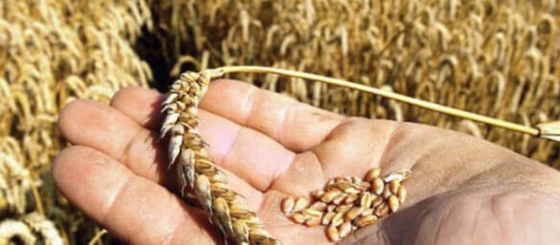 wheat-seeds.jpg