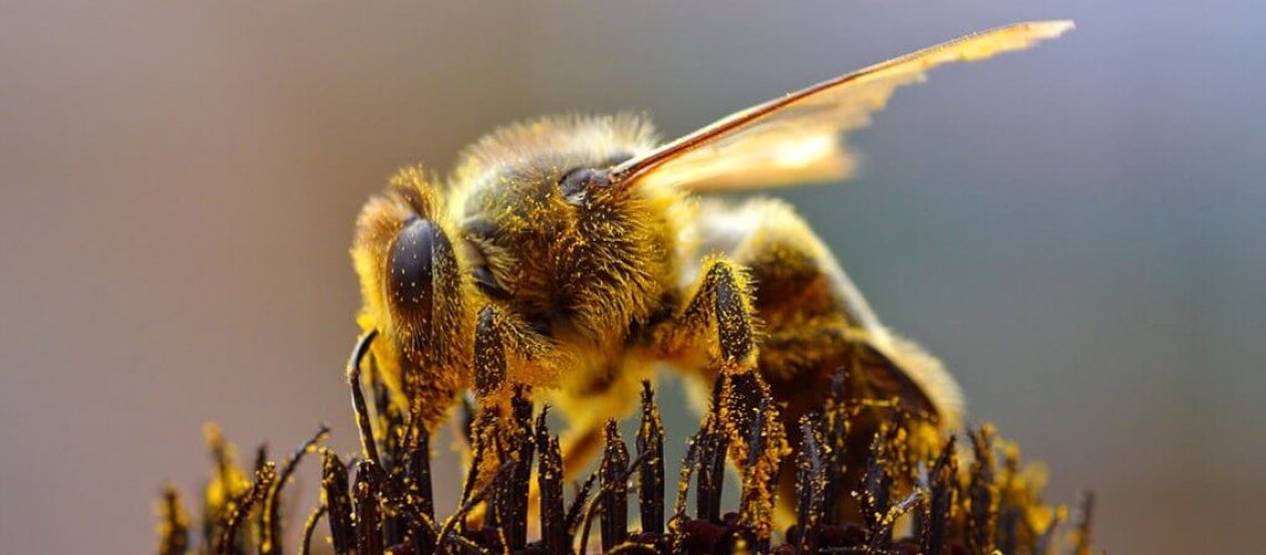 wild-bee-9-11-18-1.jpg