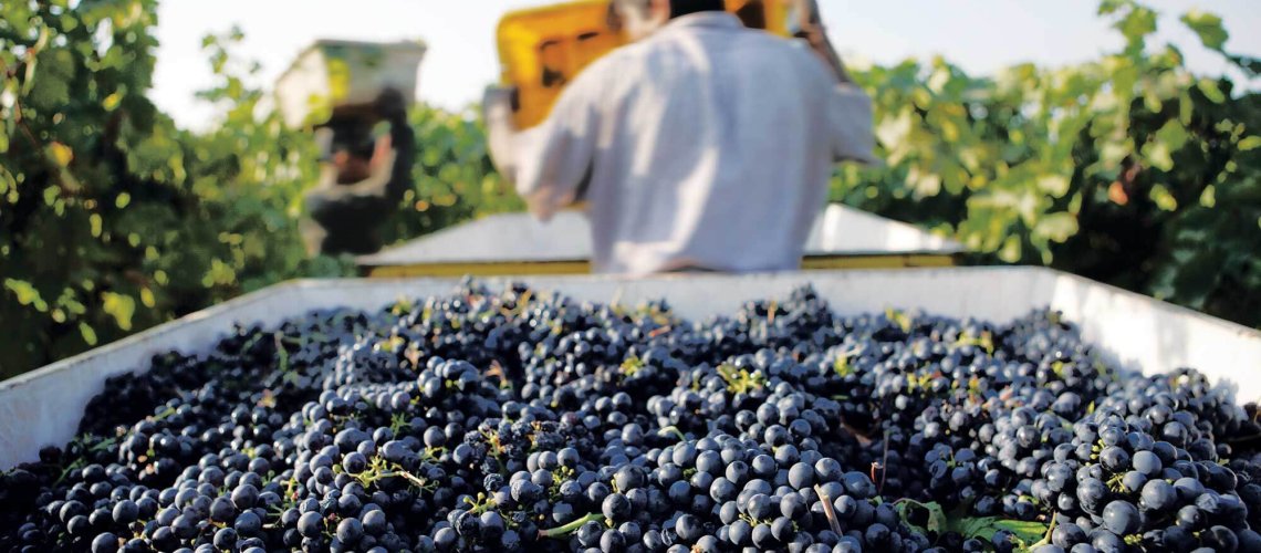 worker-harvest.jpg