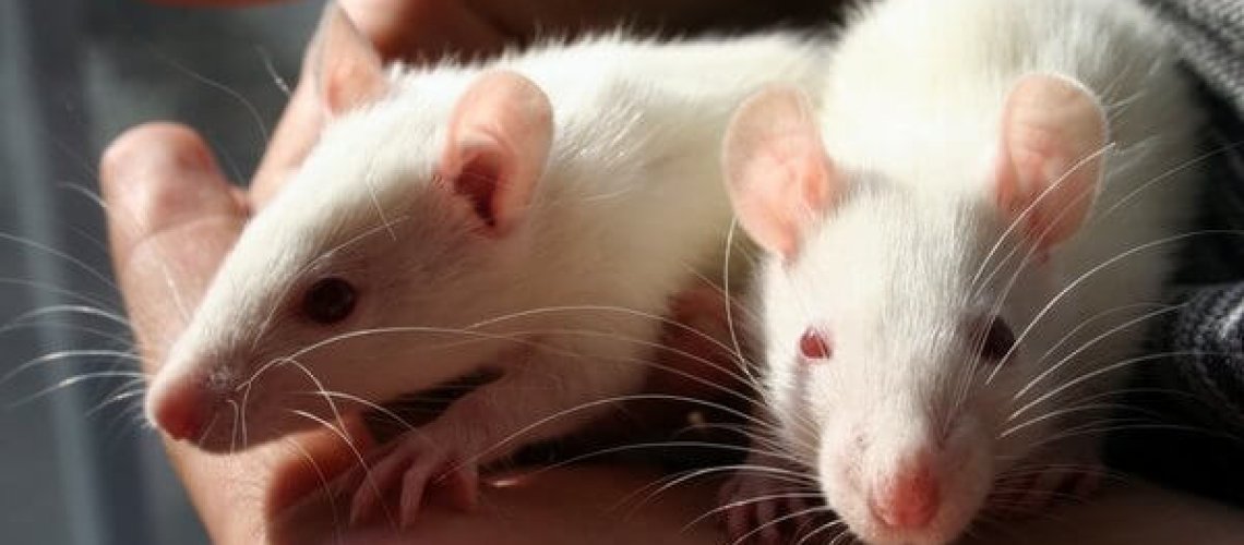 wt-lab-rats-mice.jpg