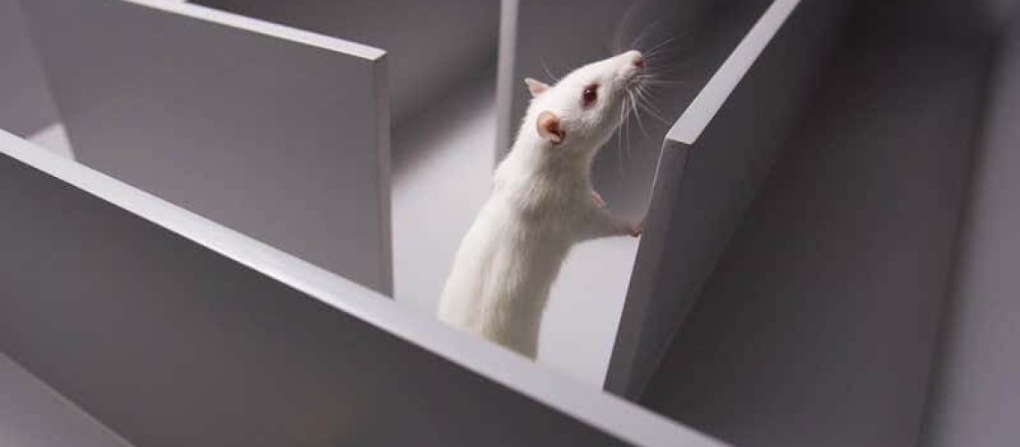 z-rat-in-maze-x-.jpg